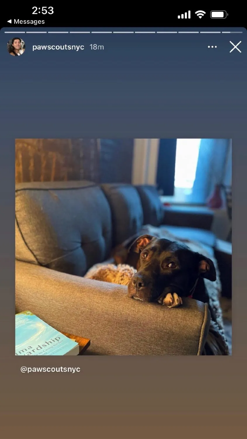 A dog rests on a couch next to a coffee table with Trauma Stewardship upon it